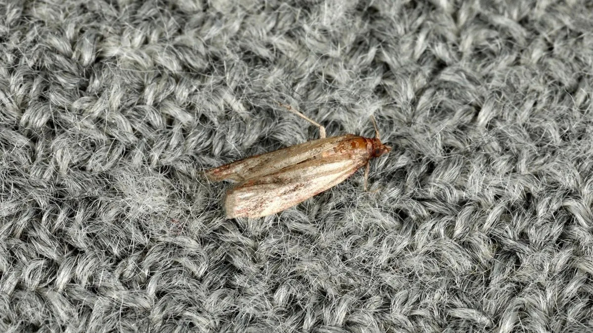 Carpet Moths: Identification, Treatment & Prevention