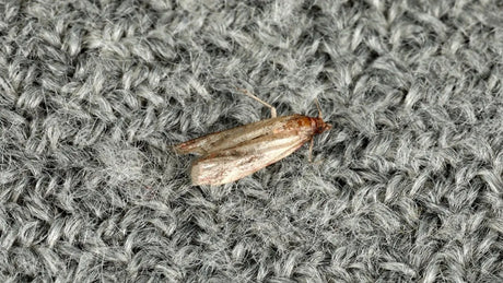 Carpet Moths and Wool Carpet: Everything You Need To Know