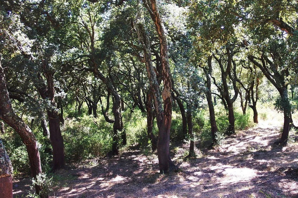 Cork Flooring: A Detailed Review of its Environmental Impact and Sustainability