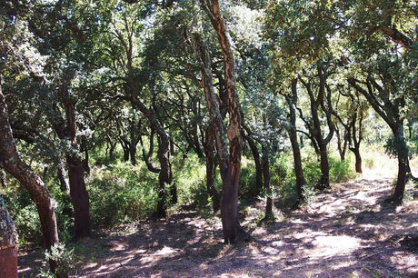 Cork Flooring: A Detailed Review of its Environmental Impact and Sustainability