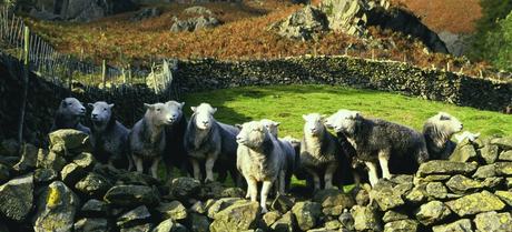 Are Wool Carpets Biodegradable?