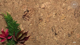 EarthTone Click Cork Flooring