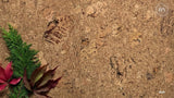Drift - EarthTone Elements Glue Down Cork Tiles